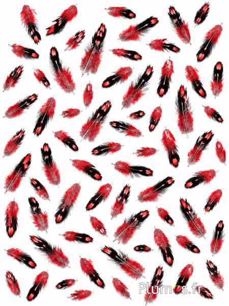 Gallo di Sonnerat - 1-3 cm - rosso